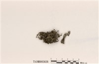 藏品(石蕊屬)的圖片